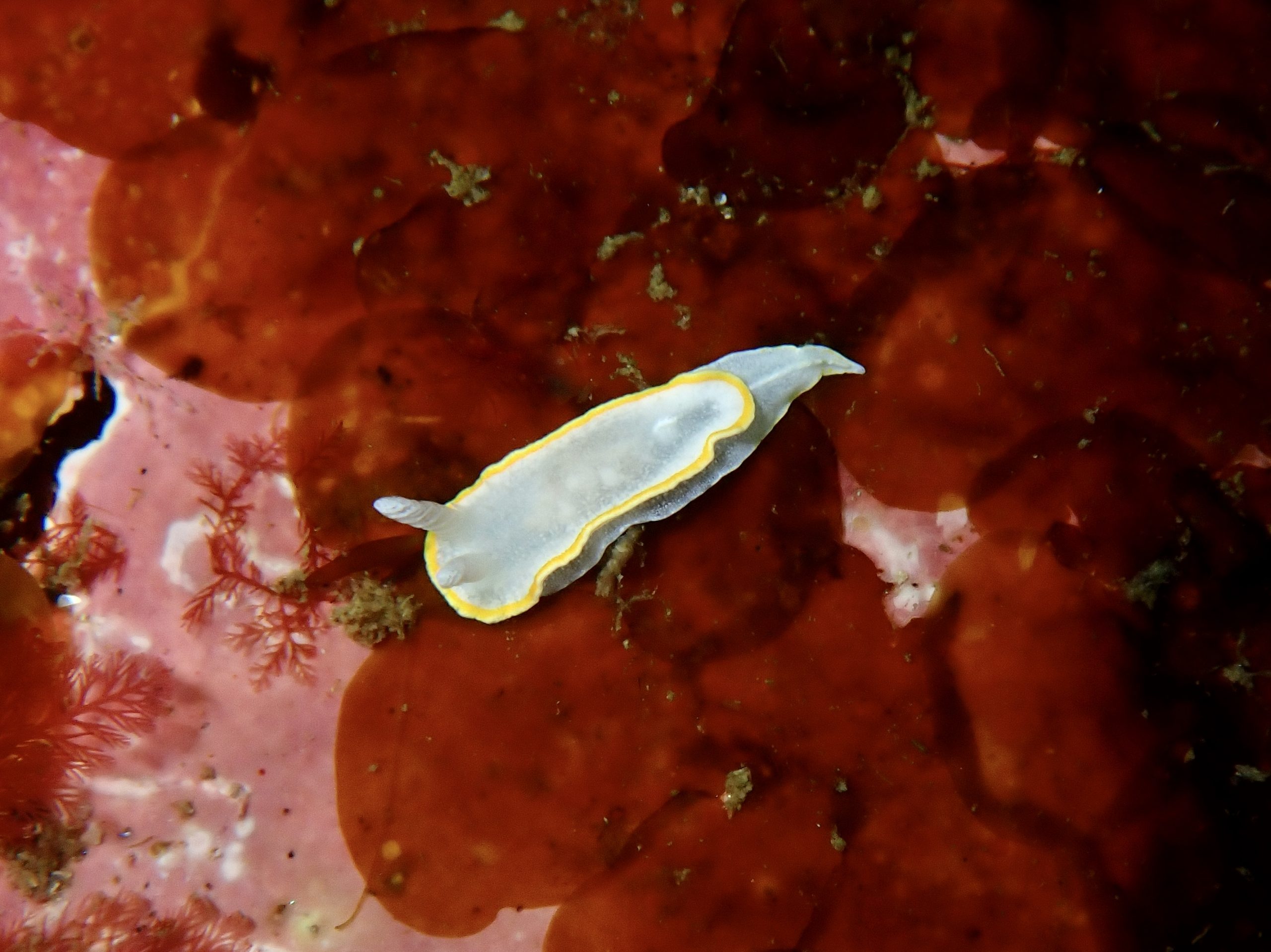 Local diver records new sea slug for Ireland